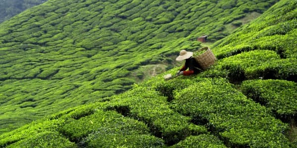 Factory-Closure-Tea-Board-orders-closure-of-manufacturing-in-key-producing-states