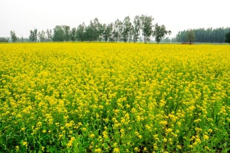 Split-Decision-SC-delivers-split-verdict-on-environmental-release-of-GM-mustard