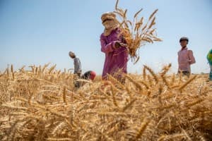 Wheat-prices-seen-rising-on-supply-uncertainty-firm-demand
