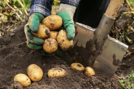 Price-Surge-Heatwave-hoarding-hit-supply-potato-prices-seen-high-till-Nov