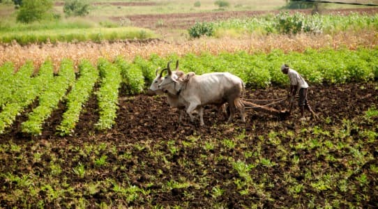 Crop-Report-Kharif-acreage-up-2-37-on-year-at-108-7-mln-ha-pulses-up-7-3-37-