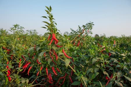 SPOTLIGHT-Heavy-rains-damage-chilli-other-crops-in-Andhra-Pradesh