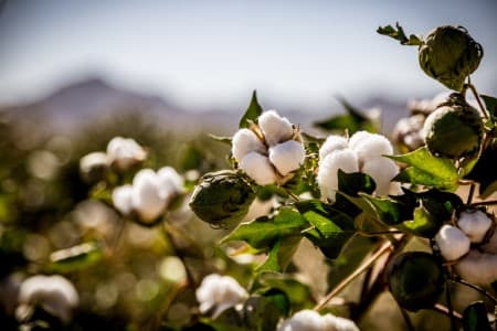 Production-Estimate-Cotton-Association-retains-India-2023-24-output-view-at-31-8-mln-bales