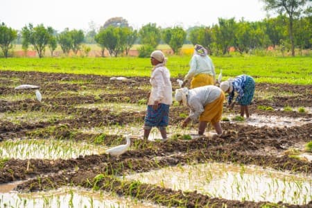 Crop-Report-Kharif-area-up-2-2-37-YoY-at-109-2-mln-ha-tur-jumps-12-37-