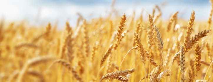 Wheat-Output-USDA-lowers-Sep-2024-25-global-wheat-output-estimate-to-796-9-mln-tn