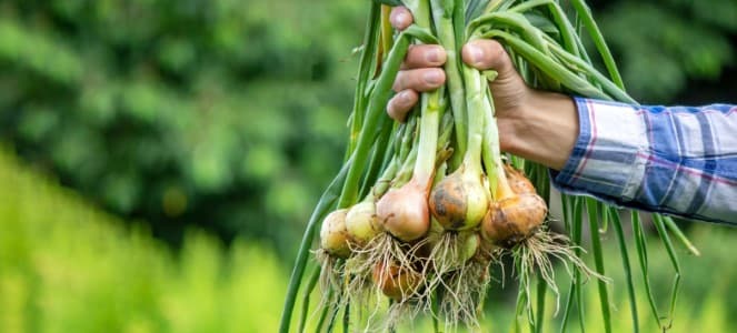 Duty-Cut-Govt-slashes-export-duty-on-onions-by-half-to-20-37-to-help-farmers
