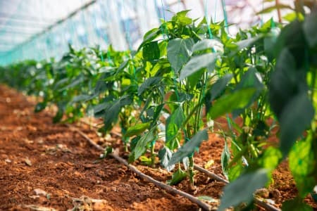 Crop-Report-Govt-pegs-2023-24-horticulture-output-at-353-19-mln-tn-down-1-37-on-year
