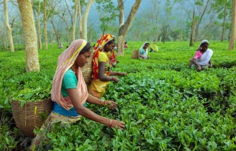 Tea-Output-India-tea-output-in-Aug-down-1-2-37-on-year-to-181-71-mln-kg-says-Tea-Board