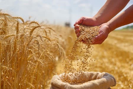 Sale-Scheme-Govt-allocates-2-5-mln-tn-wheat-for-open-mkt-sales-to-start-by-next-week