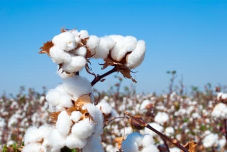 Budget-Demand-Cotton-Association-President-Ganatra-urges-govt-to-remove-11-37-import-duty