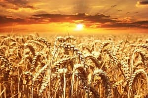 Crop-Report-India-s-rabi-acreage-so-far-up-0-5-37-on-year-at-61-5-mln-ha