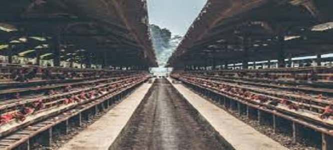 Poultry-Industry-CRISIL-sees-domestic-poultry-industry-s-profitability-declining-in-FY26