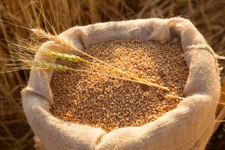 SPOTLIGHT-Despite-FCI-offering-more-wheat-prices-surge-on-robust-demand