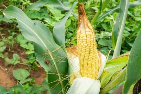 TREND-India-may-continue-maize-import-as-rabi-crop-faces-weather-risk