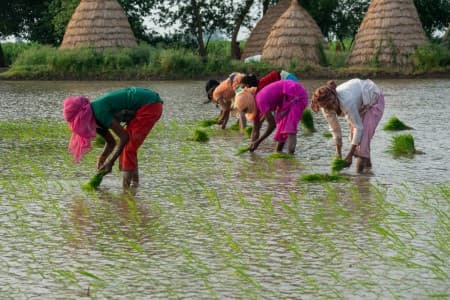 Crop-Report-Telangana-rabi-sowing-up-9-1-37-at-6-9-mln-acres-maize-up-19-2-37-