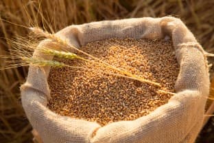 Procurement-Target-Govt-sets-wheat-procurement-target-of-31-mln-tn-for-2025-26