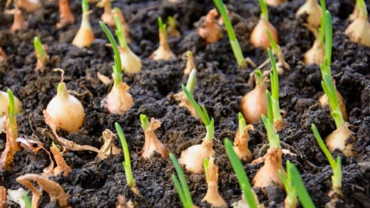 Govt-may-procure-500-000-tonnes-rabi-onion-from-Apr-15-for-buffer-official