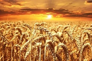 Wheat-Procurement-FCI-wheat-procurement-up-9-times-on-year-so-far-on-early-start-higher-bonus
