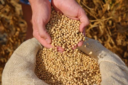 Kharif-Procurement-NAFED-buys-1-47-mln-tn-kharif-soybean-1-44-mln-tn-groundnut-as-of-Sunday