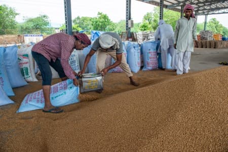 Govt-unlikely-to-impose-stock-limits-on-wheat-in-2025-26-official-says