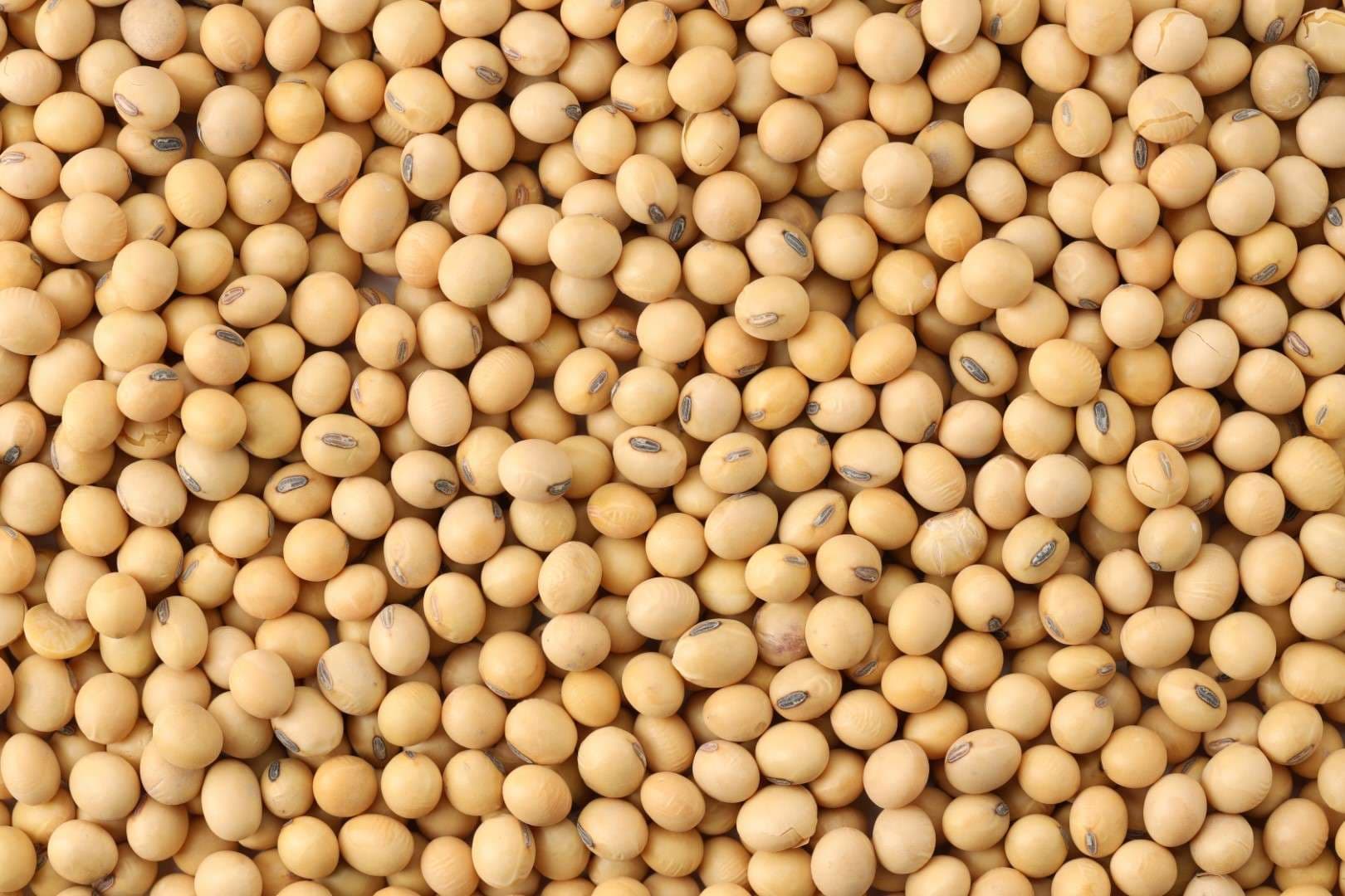 China-s-shift-from-US-soybean-may-further-dampen-Indian-market
