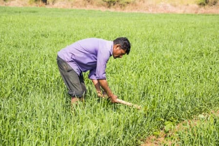 Crop-Report-India-summer-crop-acreage-up-11-5-37-YoY-at-8-22-mln-ha-as-of-Fri