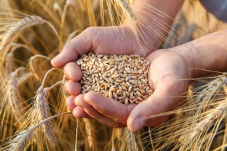 Stock-Limits-Govt-re-imposes-stock-limit-on-wheat-for-trade-entities-till-Mar-31