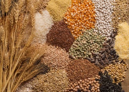 Third-Advance-Estimate-Govt-pegs-2024-25-foodgrain-output-at-record-353-9-mln-tn-up-from-332-3-mln