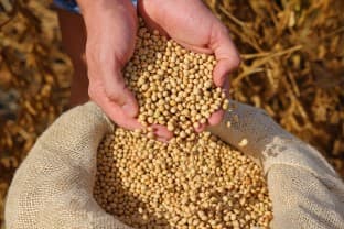 Import-Duty-Cut-USDA-sees-opportunity-for-US-soybean-sector-in-India-s-oil-import-duty-cut