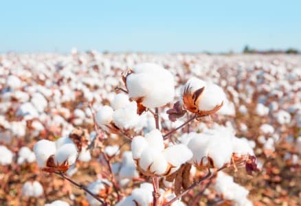Pause-in-import-duty-on-cotton-to-lower-prices-support-exports