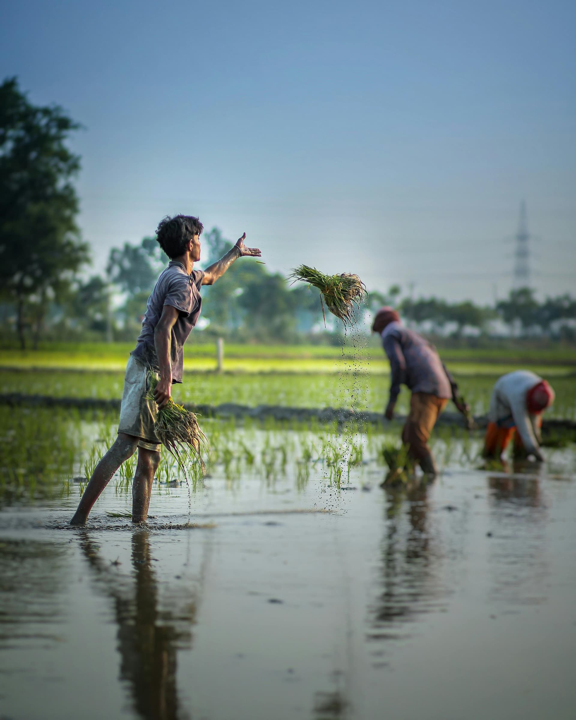 Flood-Damage-Farm-Minister-Chouhan-to-submit-detailed-report-to-PM-on-Punjab-flood-damage