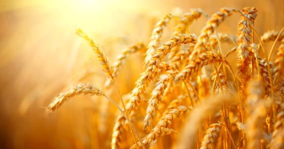 Weekly-Auctions-Govt-allocates-3-mln-tn-wheat-for-2025-26-open-market-sales-says-Food-Secretary-Sanjeev-Chopra