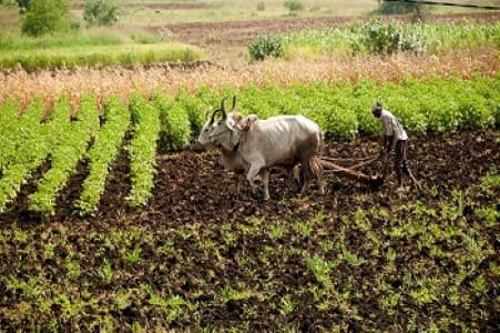 Advanced-Forecast-Govt-says-sent-AI-based-advance-weather-forecast-to-nearly-38-mln-farmers