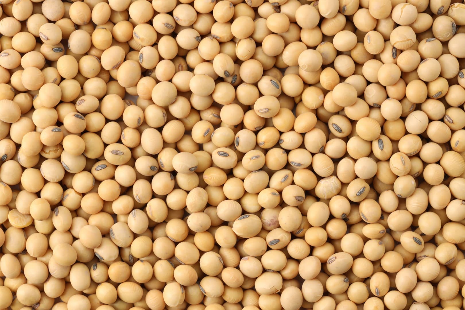 India-Aug-oilmeal-exports-fall-12-37-on-year-to-276-834-tn-says-SEA