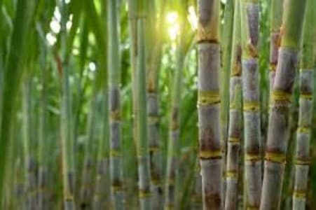 Sugarcane-Price-Uttar-Pradesh-govt-ups-state-advised-price-of-sugarcane-to-INR-400-per-100-kg