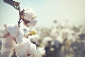 Cyclone-Impact-Heavy-rains-due-to-Cyclone-Montha-hit-urad-cotton-paddy-crops-in-Andhra