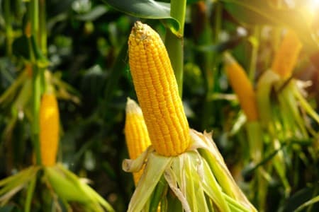 FOCUS-Low-maize-prices-offer-India-chance-to-re-enter-export-market