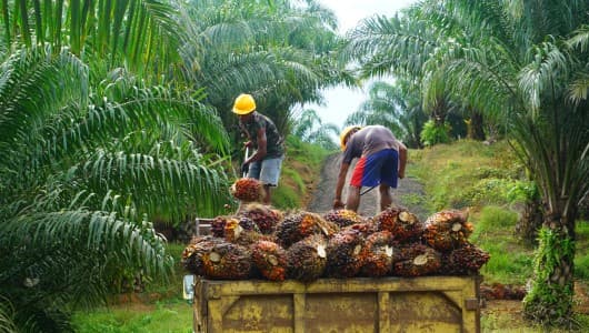 India-Ratings-Report-Costly-palm-oil-to-lift-soyoil-imports-40-37-on-yr-in-2024-25