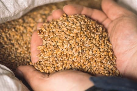 Crop-Report-Rabi-acreage-up-6-2-37-on-year-at-48-0-mln-ha-wheat-up-about-11-37-