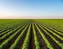 Mustard-Acreage-All-India-mustard-area-seen-at-8-47-mln-ha-for-2025-26-up-4-37-on-year-SEA