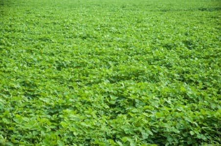 Crop-Report-India-summer-crop-area-7-2-mln-ha-as-of-Friday-up-3-37-on-year
