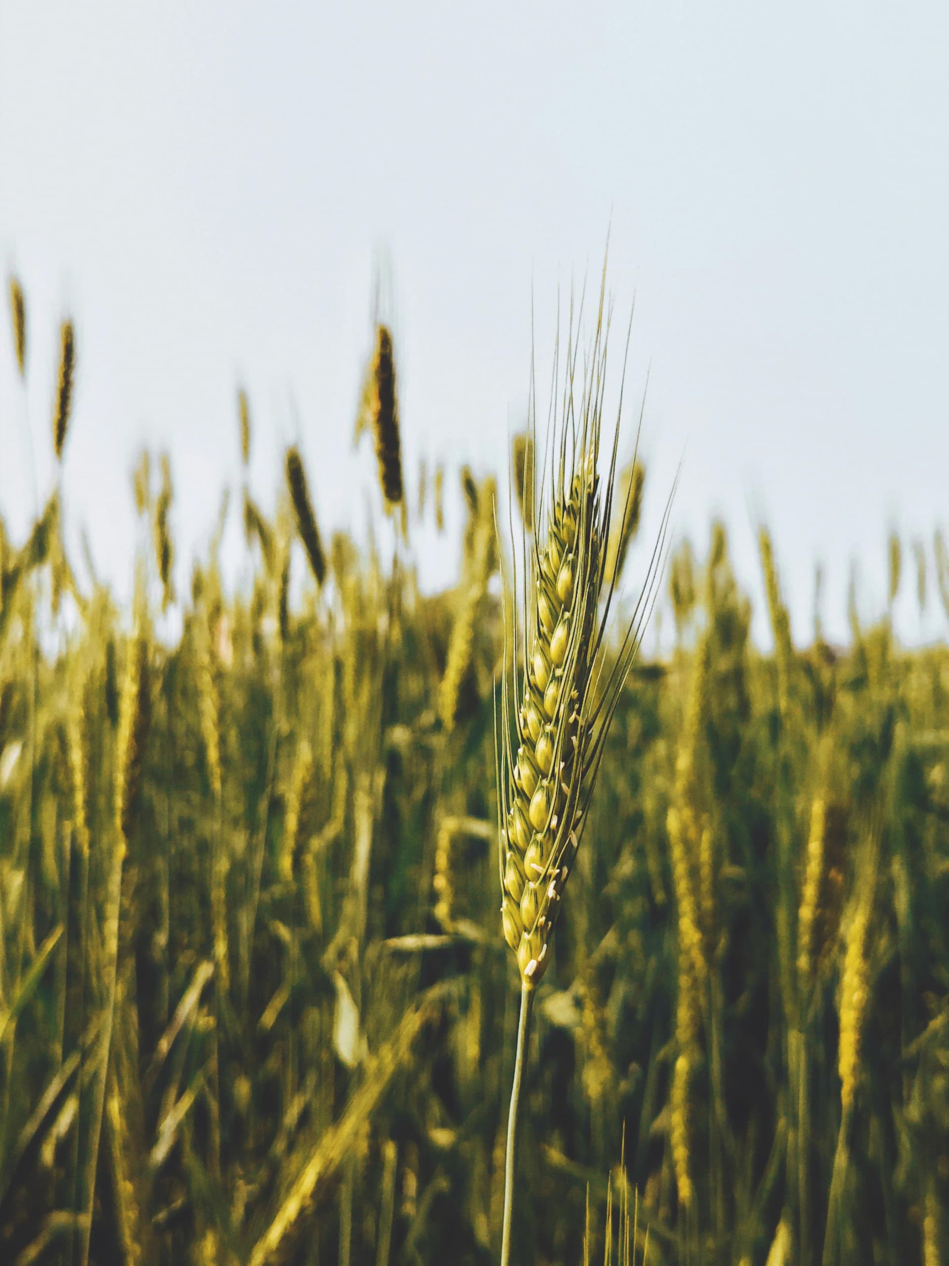 EXCLUSIVE-Govt-procures-27-7-mln-tn-wheat-as-of-Thu-bulk-bought-under-relaxed-norms