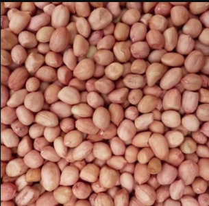 Rajasthan-Acreage-Rajasthan-s-third-advance-estimate-pegs-2025-26-groundnut-output-up-47-37-YoY