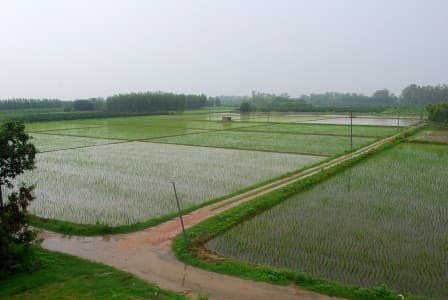 Crop-Report-Gujarat-kharif-acreage-up-125-37-on-yr-at-173-486-ha-as-of-Mon