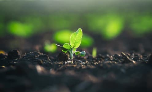 Crop-Report-Gujarat-kharif-acreage-up-25-37-on-year-at-427-152-ha-as-of-Mon
