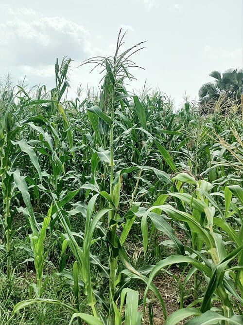 Crop-Report-Maharashtra-kharif-sowing-covers-1-37-of-normal-area-down-66-37-YoY