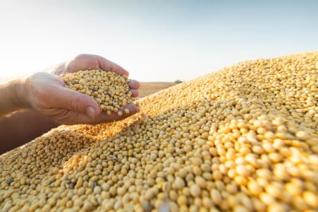 Crop-Report-India-kharif-acreage-dn-21-37-on-yr-as-of-Fri-on-deficient-rains
