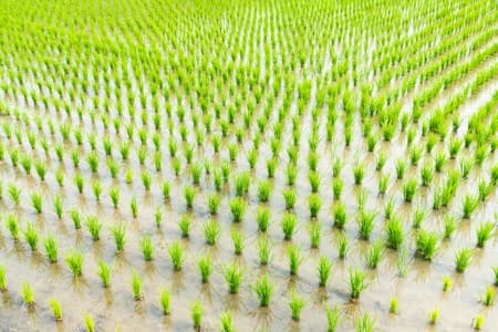 Crop-Report-India-kharif-sowing-so-far-down-4-37-on-yr-oilseeds-catch-up