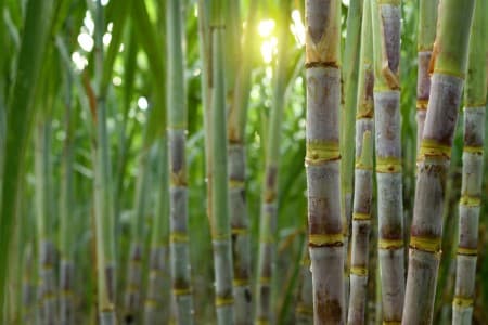 Peak-Demand-Sugar-mills-to-try-to-start-crushing-operations-by-Oct-15-to-meet-festival-demand