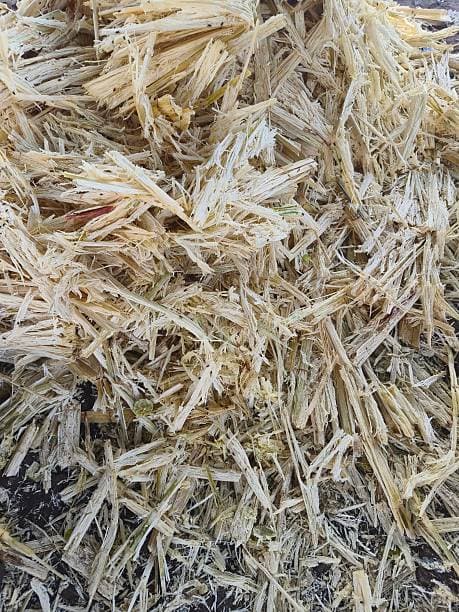 sugar-output-view-ISMA-Ballani-sees-risk-to-cane-yield-on-patchy-rain-cautiously-viewing-crop